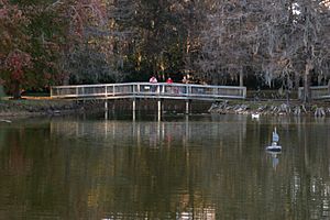 Feed ducks in winter 1280