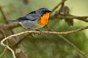 Flame-throated Warble.jpg