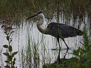 Great Blue Heron on Lake Howard