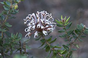 Grevillea buxifolia.jpg