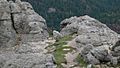 Harney Peak mountain goat