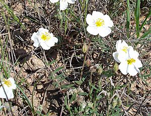 Helianthemum apenninum1.jpg