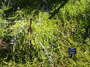 Hemiandra pungens top.jpg