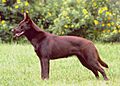 Hilu the Australian Kelpie dog