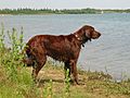 Irish setter (dog)