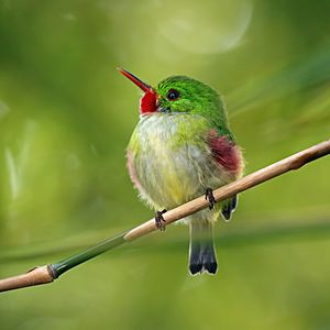 Jamaican tody (Todus todus)