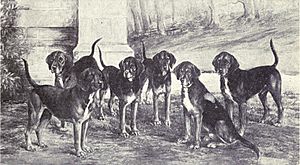 Kerry Beagle from 1915.JPG