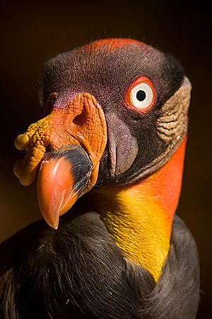 King vulture portrait