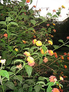 Lantana10.jpg