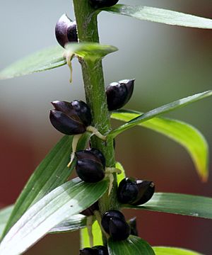 Lilium lancifolium bulbils2