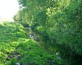 Loch Fergus Burn