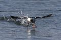 Male Bufflehead taking off