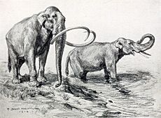 Mammuthus columbi