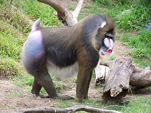 Mandrill at san francisco zoo