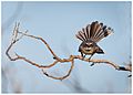 Mangrove fantail, Rhipidura phasiana