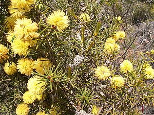 Melaleuca pungens.JPG