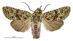 Meterana pictula male.jpg