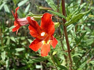 Mimulus aurantiacus.jpg