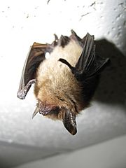 Myotis septentrionalis 1870.jpg