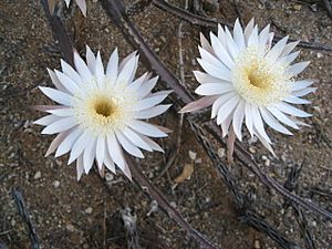 Night-Blooming Cereus Sonora.jpg