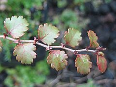 NothofagusFusca