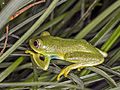 Oceanic tree frog (Hyperolius drewesi)