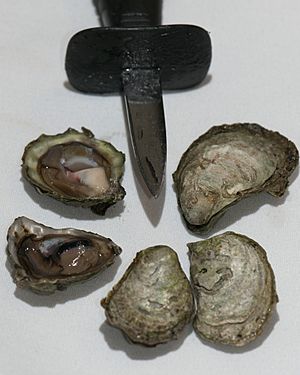 Ostrea Lurida and shuck knife