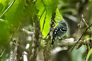 Pearly Antshrike