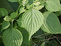 Perilla frutescens var. frutescens' foliage