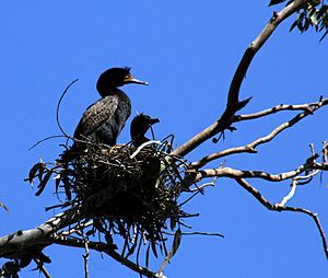 Phalacrocorax auritus parent and chick