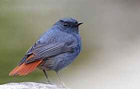 Plumbeous Water Redstart (male)