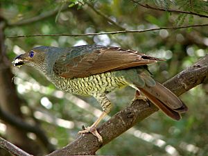 Ptilonorhynchus violaceus -Bunya Mountains-8.jpg