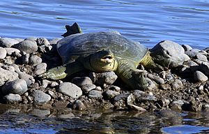 Rafetus euphraticus (29056605113)