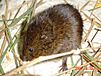 Saltmarsh-Vole1.jpg