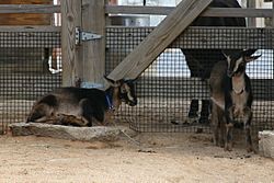 San Clemente goat kids