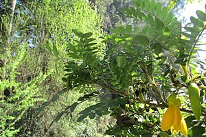 Sophora toromiro JBN