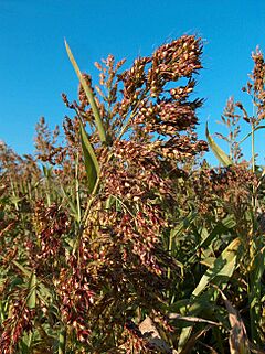 Sorghum sudanese