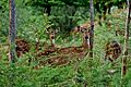 Spotted deer by Dharani Prakash