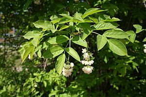 Staphylea pinnata MS 4410.jpg