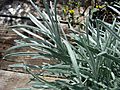 Starr 080117-2067 Helichrysum thianschanicum