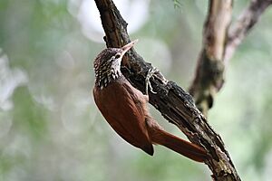 Straight-billed Woodcreeper, Panama 1.jpg