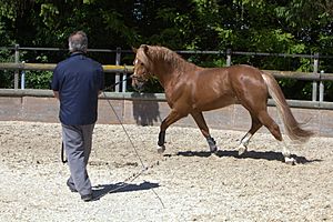 Swiss national stud farm Avenches-IMG 8518