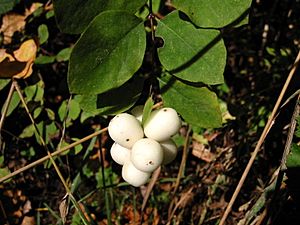 Symphoricarpos albus 7927.jpg