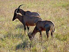 Topi masai mara v2