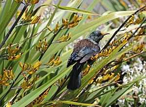 Tui on mountain flax flowers.jpg