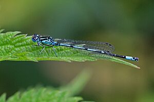 Variable damselfly (Coenagrion pulchellum) male.jpg