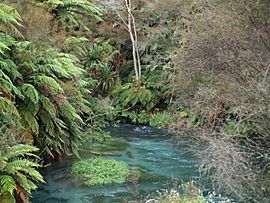 Waihou River.JPG