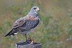 White-tailed Hawk.jpg