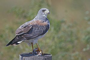 White-tailed Hawk