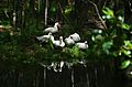 White ducks sunbathing at Gough Whitlam Park, Earlwood 2018